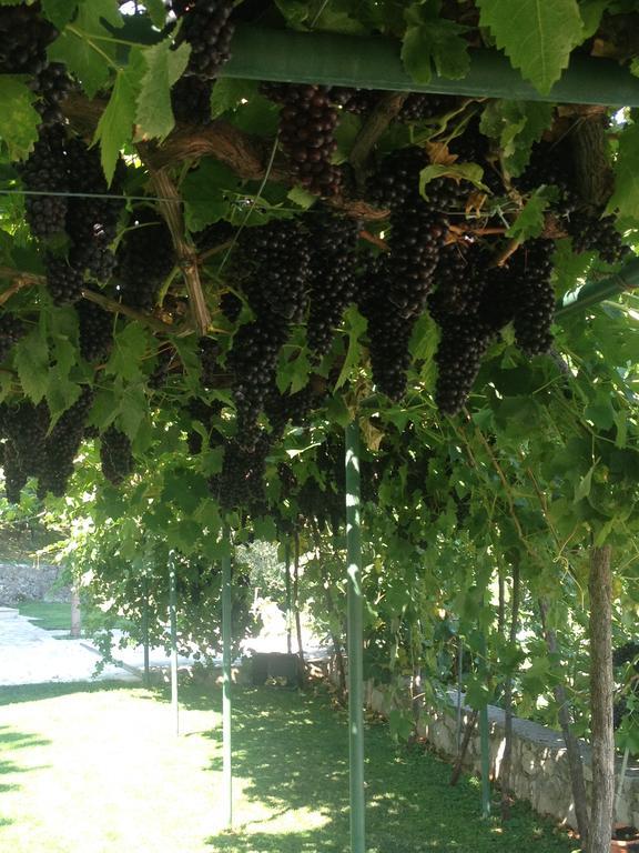 Green Silence - Vuk Podgorica Eksteriør bilde